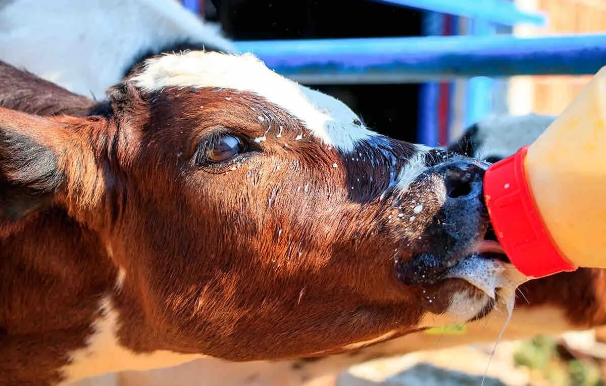 Milk Replacers