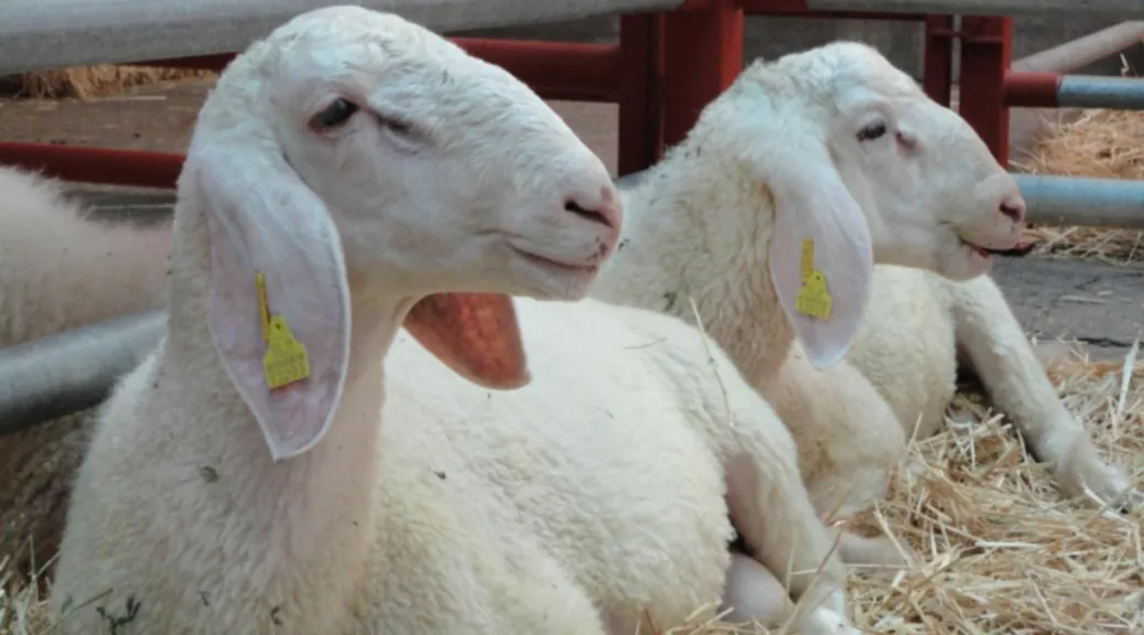 Dairy sheep