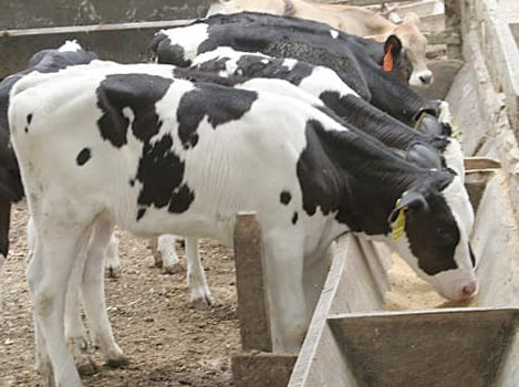Ternopil beef farm