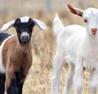 que-animal-es-mas-adorable-cabrito-o-cordero-1