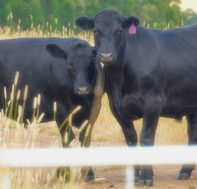 wagyu_optimized